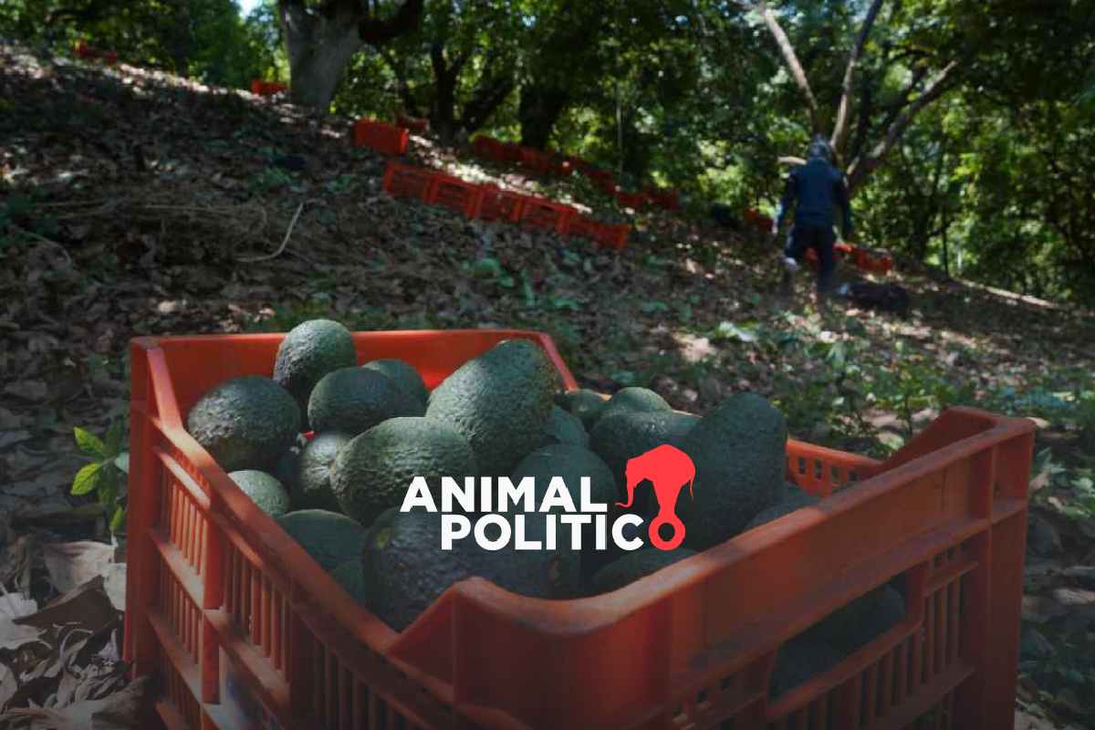 Sujetos armadas asaltan tractocamiones en Michoacán, roban 40 toneladas de aguacate