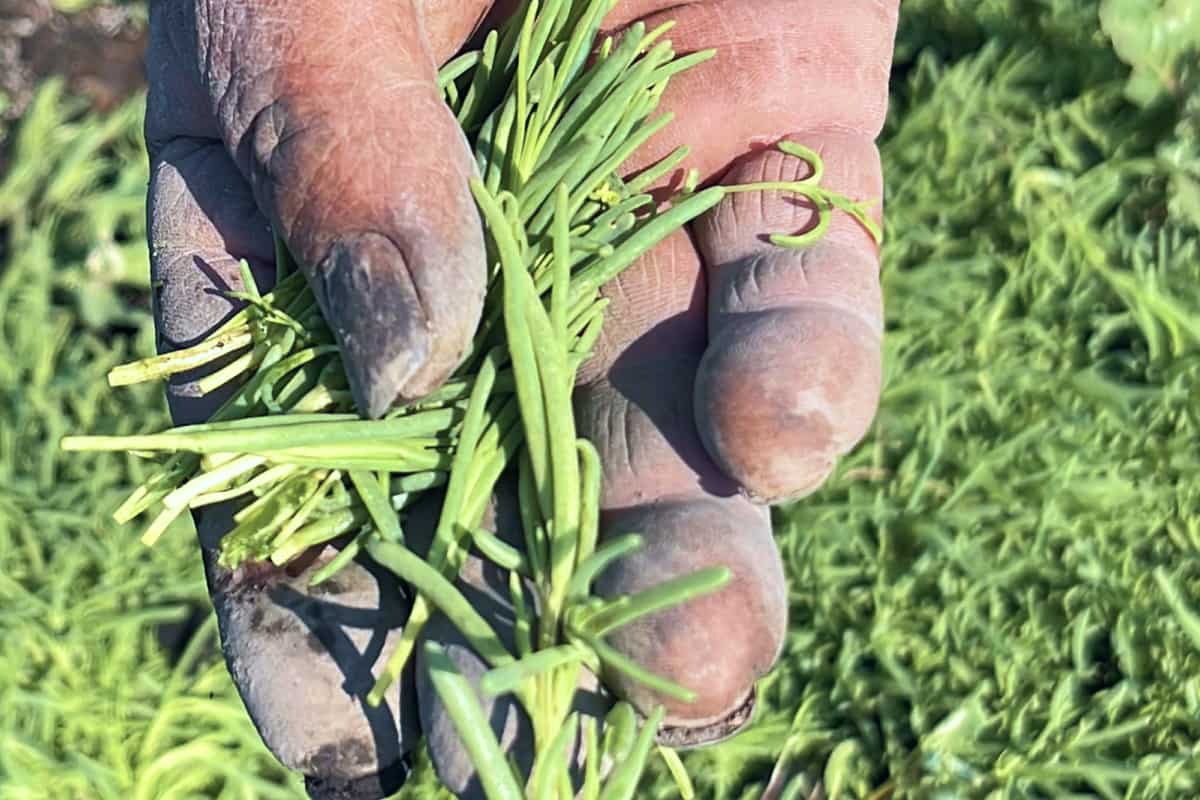 Mano con romeritos recién cosechados en el campo 