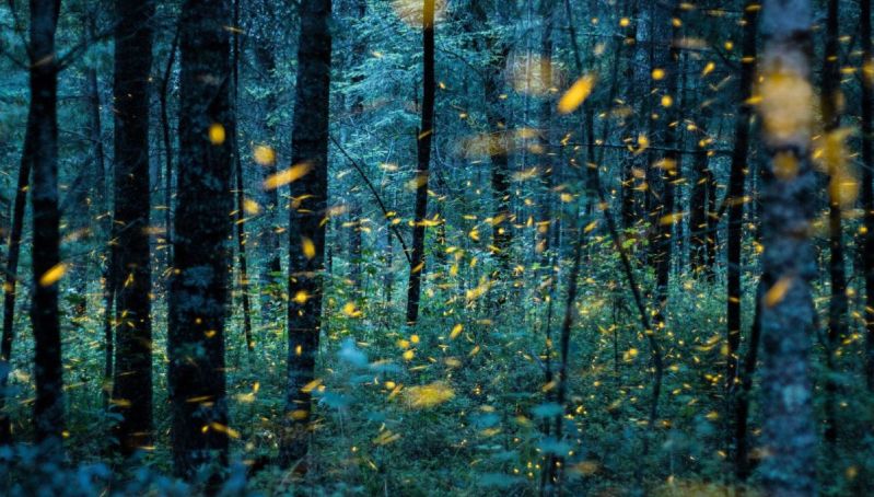 ¡Un espectáculo de luz natural! Guía para disfrutar la temporada de luciérnagas