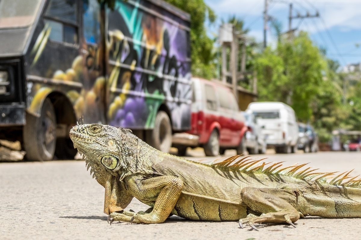 Seis lugares buenos, bonitos y baratos para comer en Sayulita
