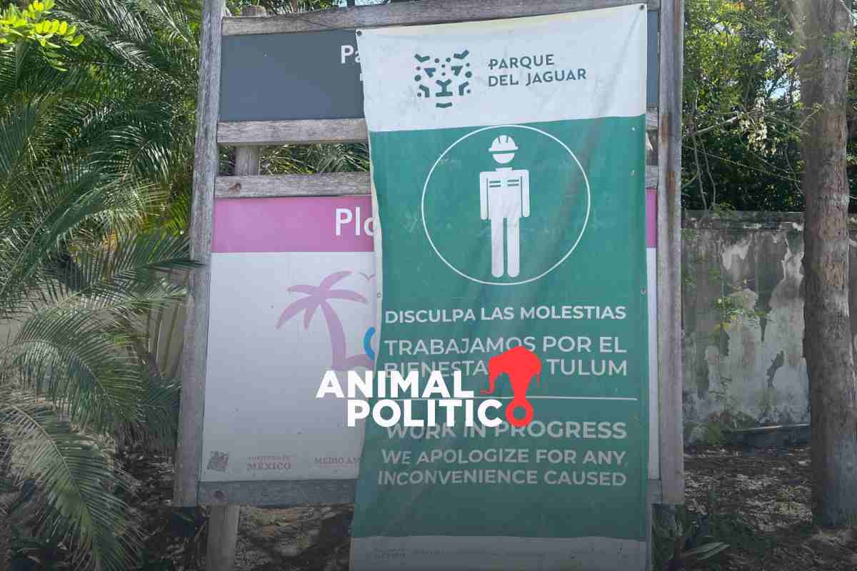 Ejército hace hotel de lujo en parque que pone en duda conservación del jaguar en Tulum