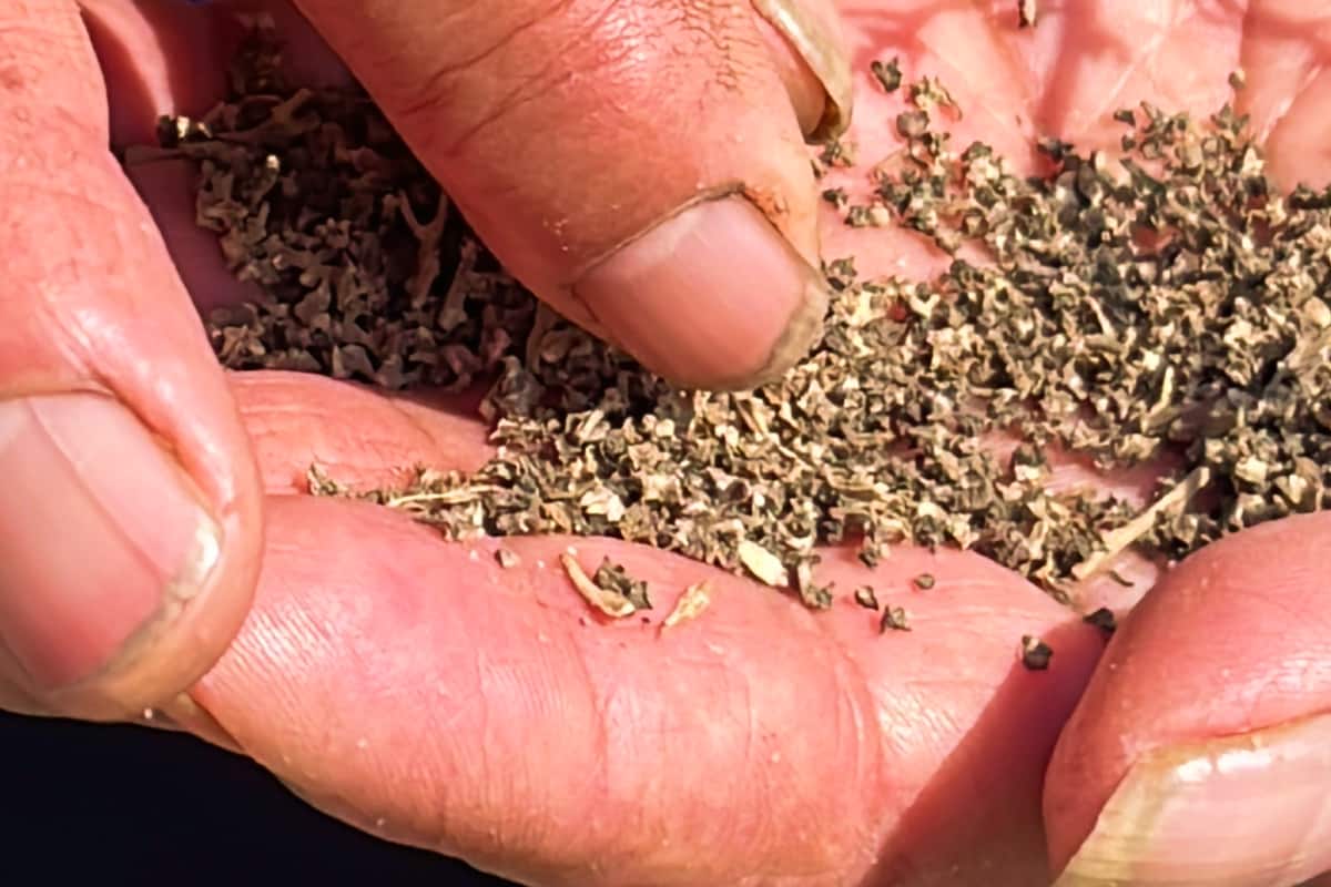 Manos de una productora de romeritos de la ciudad de México con semillas para iniciar el boleo en la tierra