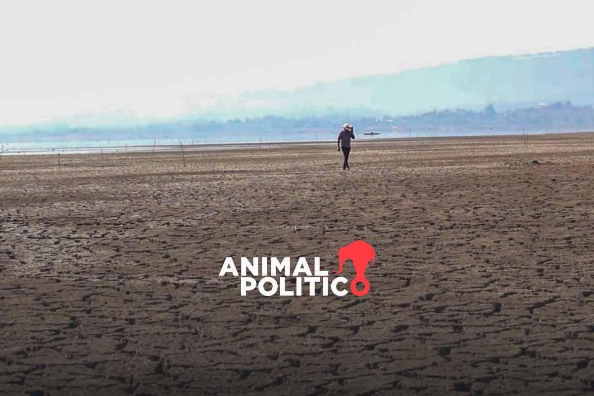 Lago de Pátzcuaro pierde 42% de su superficie por el robo de agua, la sequía y siembra irregular