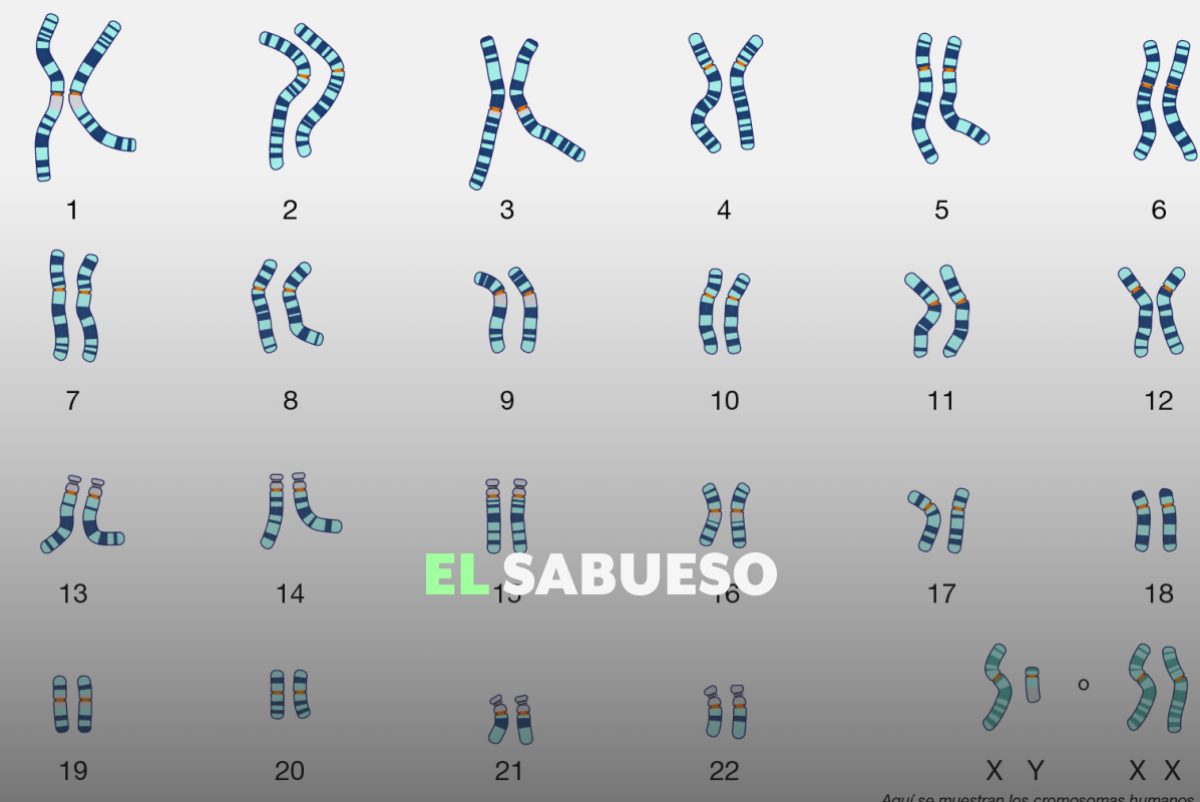 ¿Qué determina el sexo biológico? No solo son los cromosomas