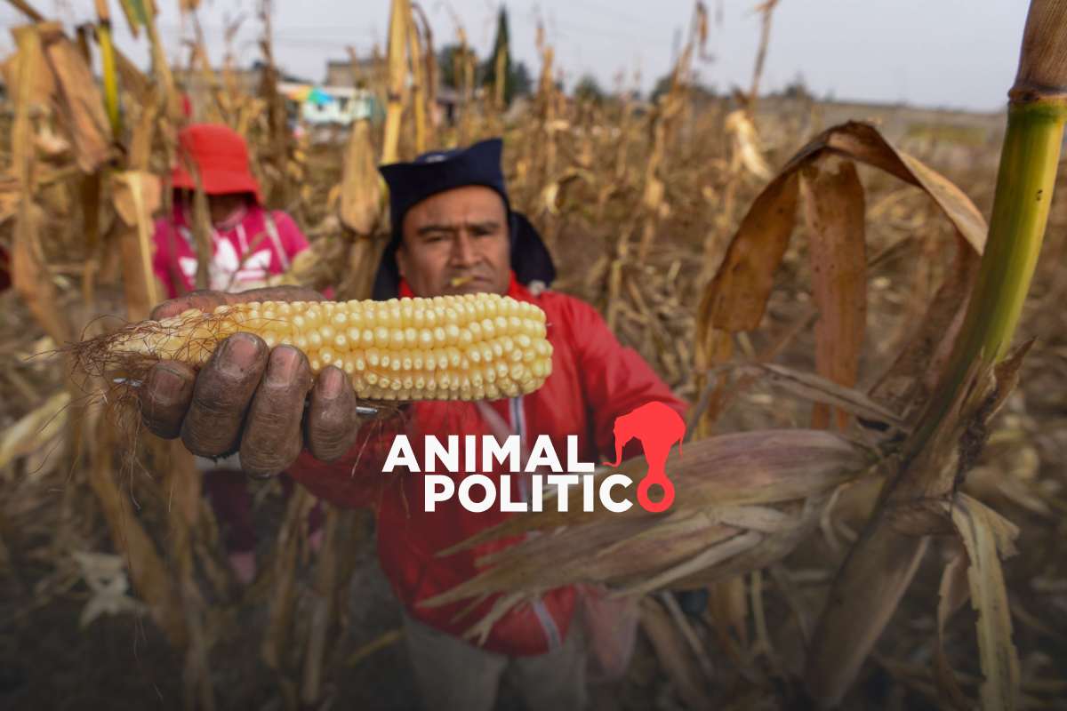 Sheinbaum anuncia programa especial de apoyo al campo sinaloense ante caída del precio del maíz