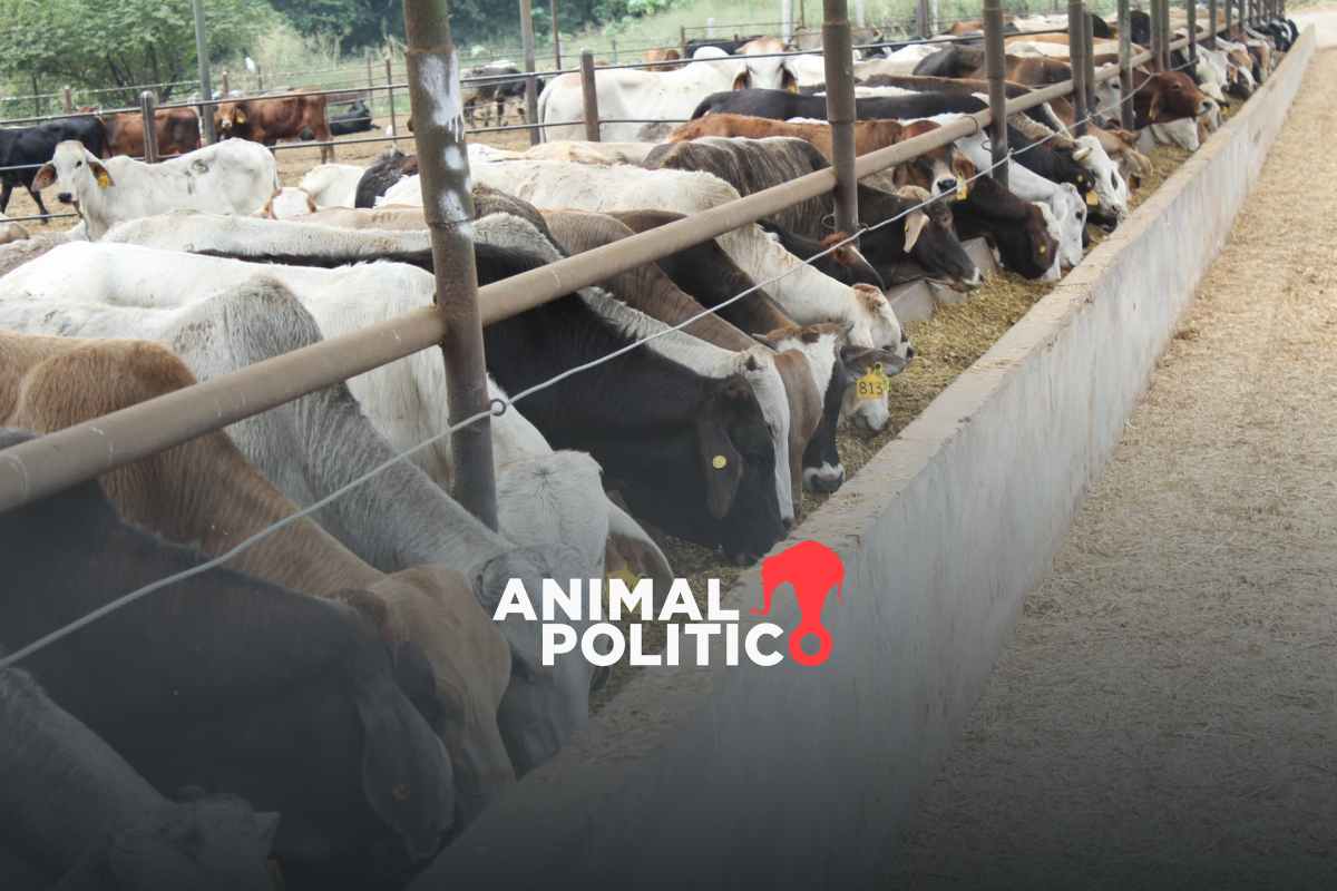 “México no es piñata de nadie”, dice Sheinbaum ante medida de EU por gusano barrenador