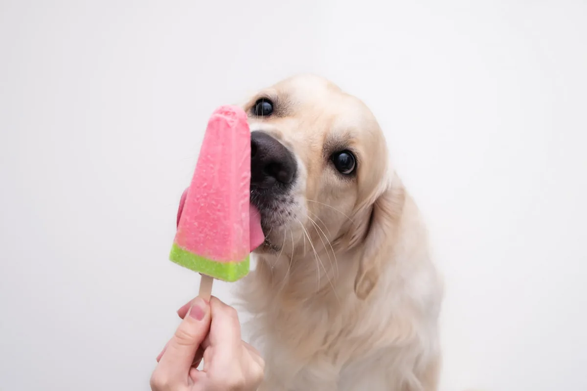 Recetas fáciles de paletas de hielo para perros 