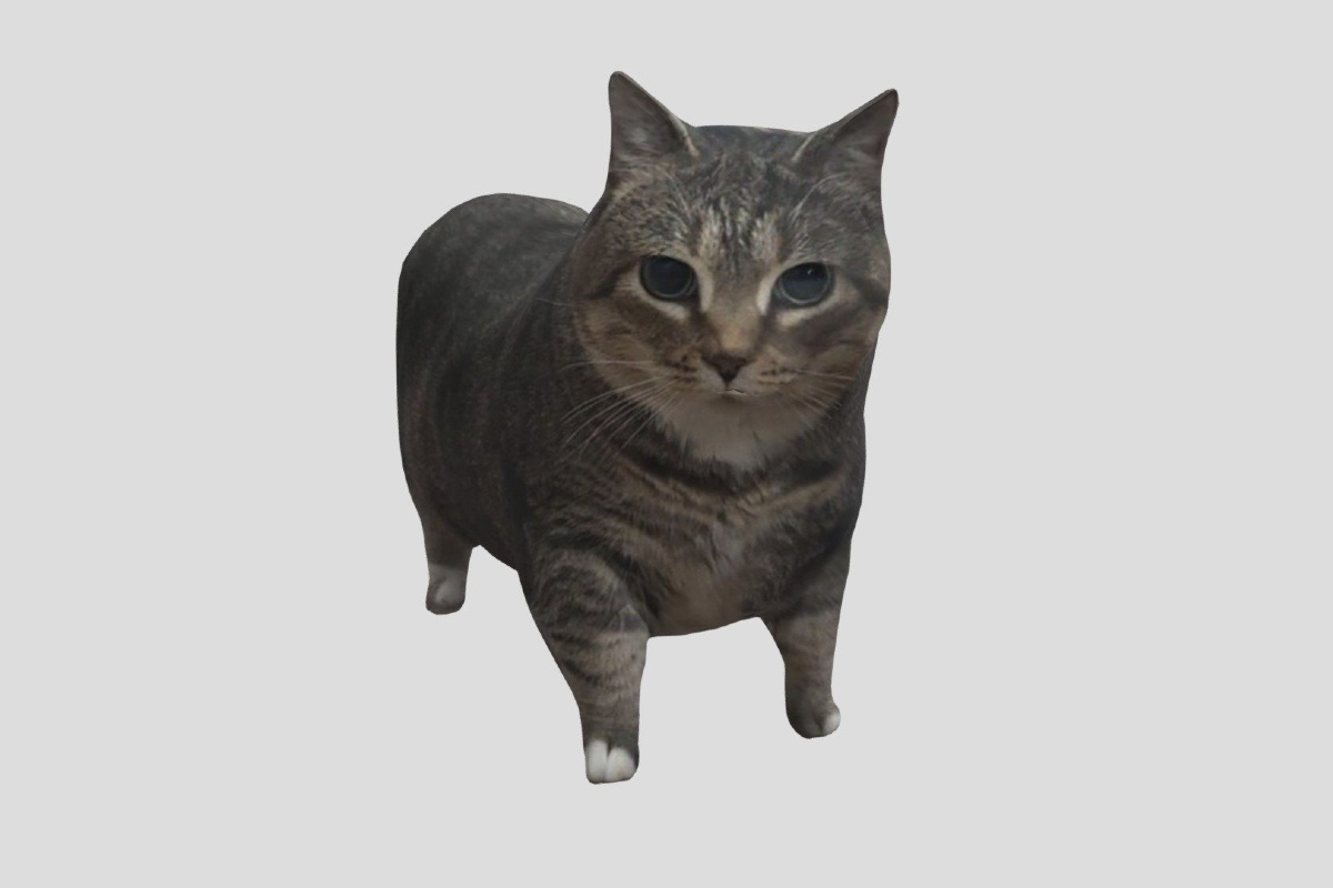Spinning Cat: el origen del meme del gato que gira y canta "oiia oiia"