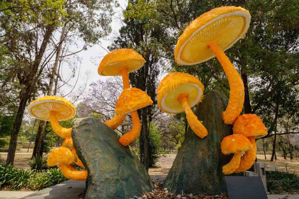 Picnic Nocturno, ballet y más imperdibles de Spora, Festival del Bosque de Chapultepec 🍄
