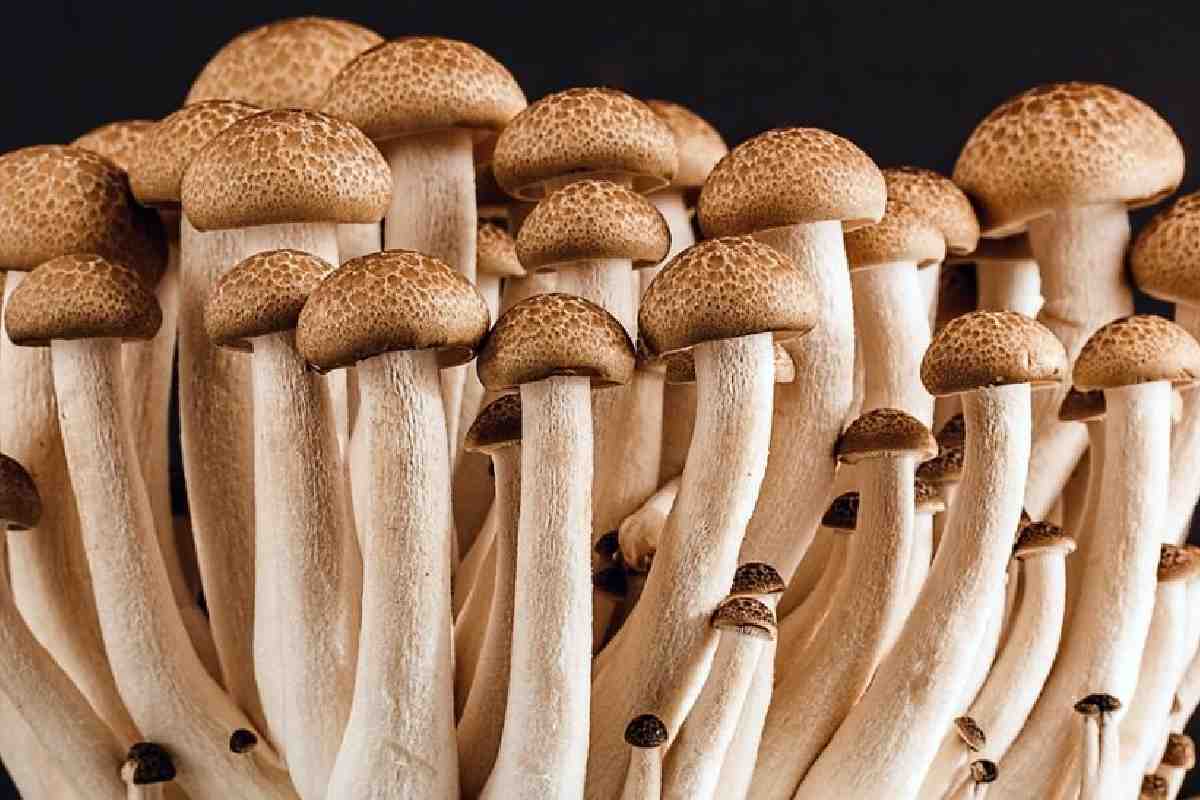 Ley frena “renacimiento psicodélico”: impide investigación sobre sustancias y su potencial médico