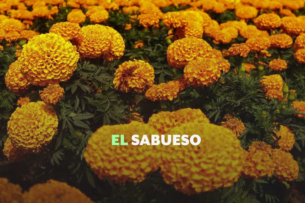 El otro cempasúchil: la flor de una semilla china similar a la mexicana invade los altares