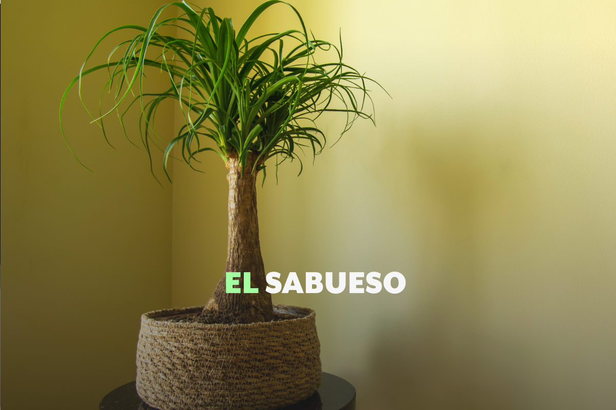 ¿Es ilegal poseer una planta pata de elefante? Esta es la sanción por tenerla en casa sin permiso