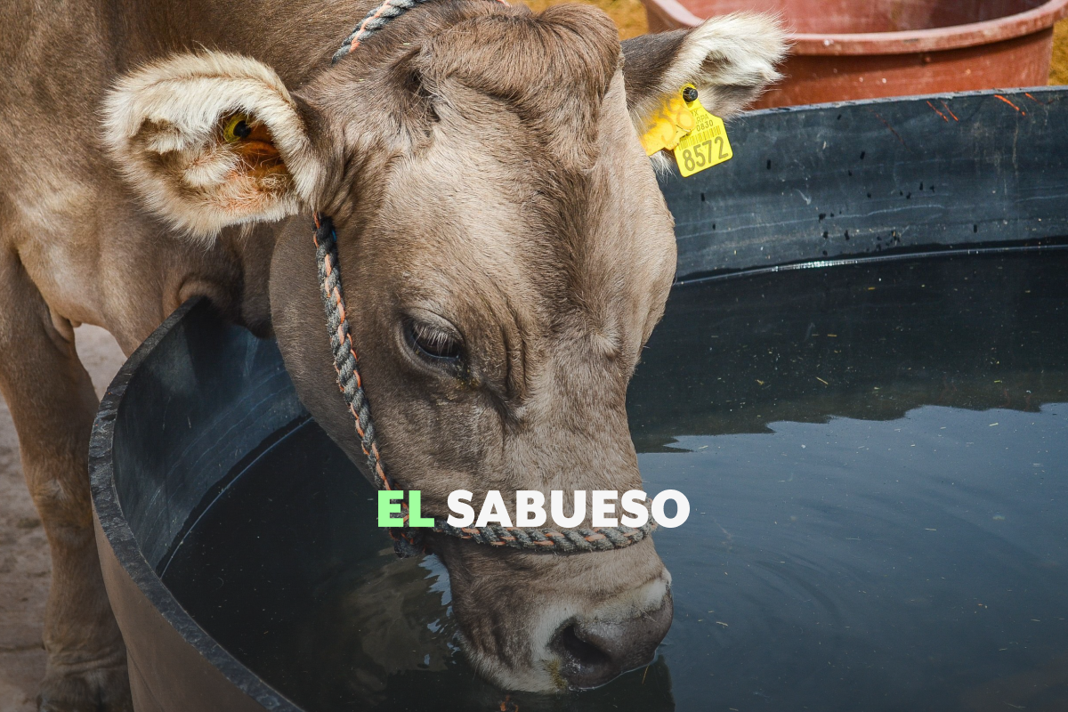 Fallas en controles fronterizos y cambio climático, factores de la plaga del gusano barrenador
