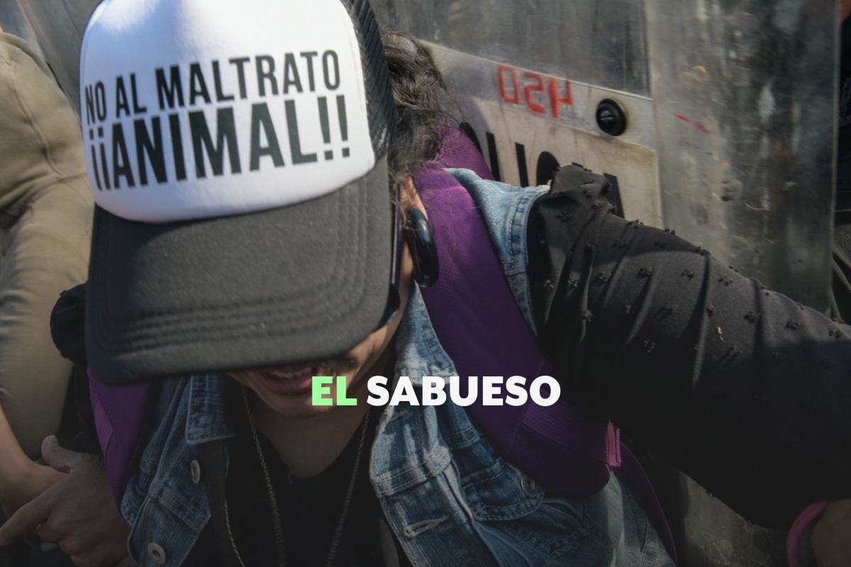 ¿Cómo protege la legislación mexicana a los animales? Activistas exigen mayor atención a refugios