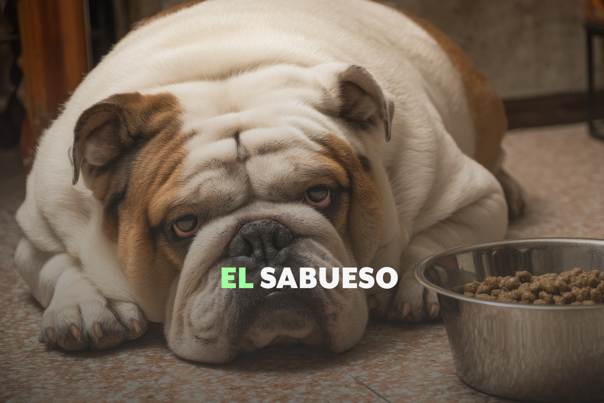 ¿Sabías que tu mascota puede vivir 20 % menos si tiene sobrepeso? Sigue estos consejos para cuidarla