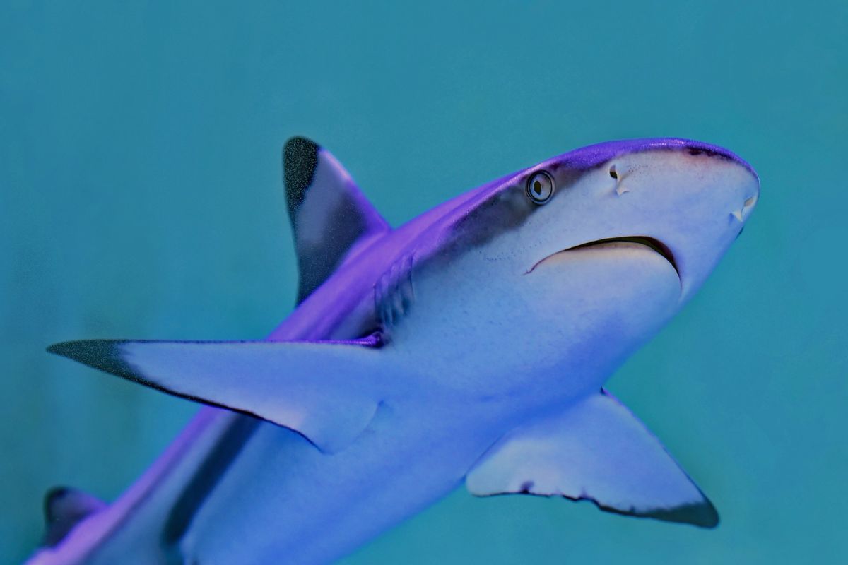 Tiburones de Bahamas dan positivo a cocaína y otras sustancias; alertan sobre la contaminación human