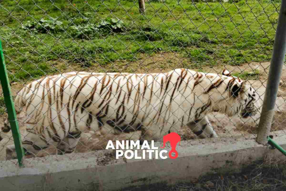 Tigre de Bengala se fuga de zoológico de Xicontepec, Puebla, tras lluvias; piden no acercarse