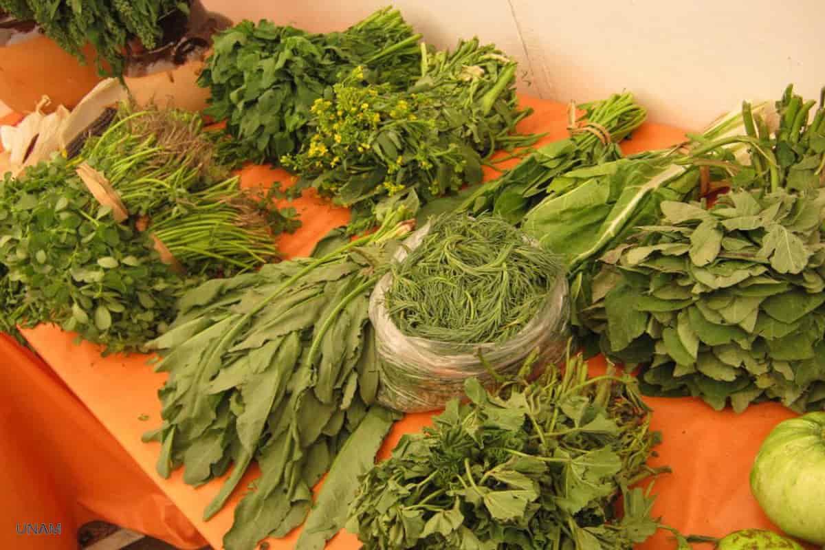 9 tipos de quelites que aún se consumen en México