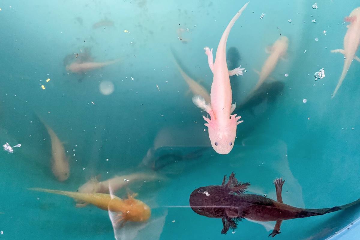 Ajolotes tendrán nuevo censo poblacional; científicos de la UNAM continúan lucha por su conservación