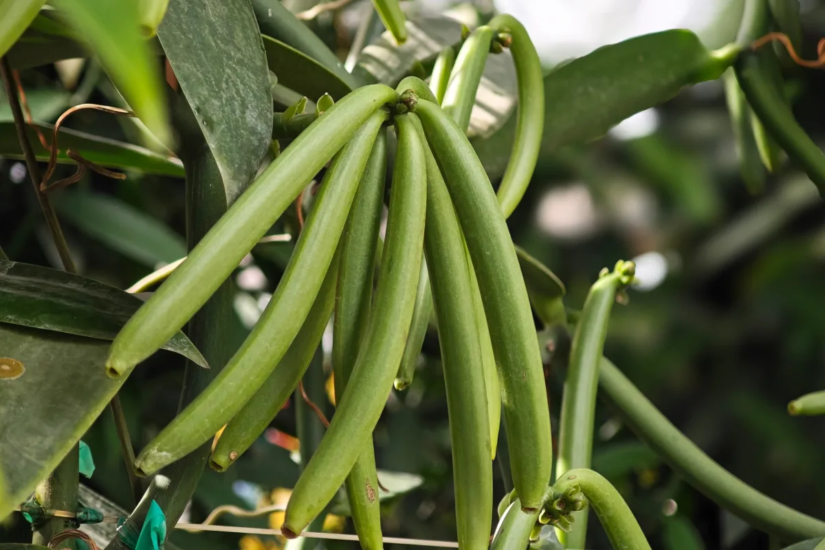 Vainas de vainilla frescas