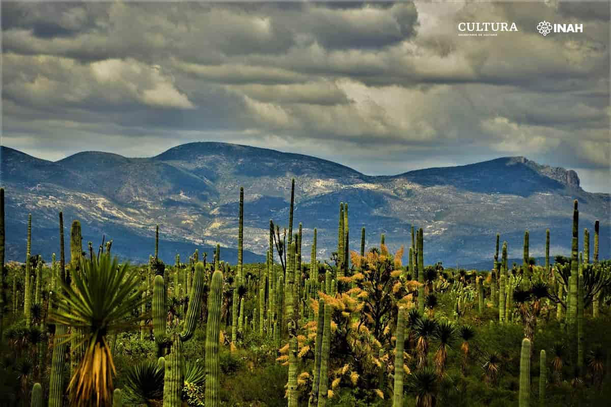 origen del maíz en México