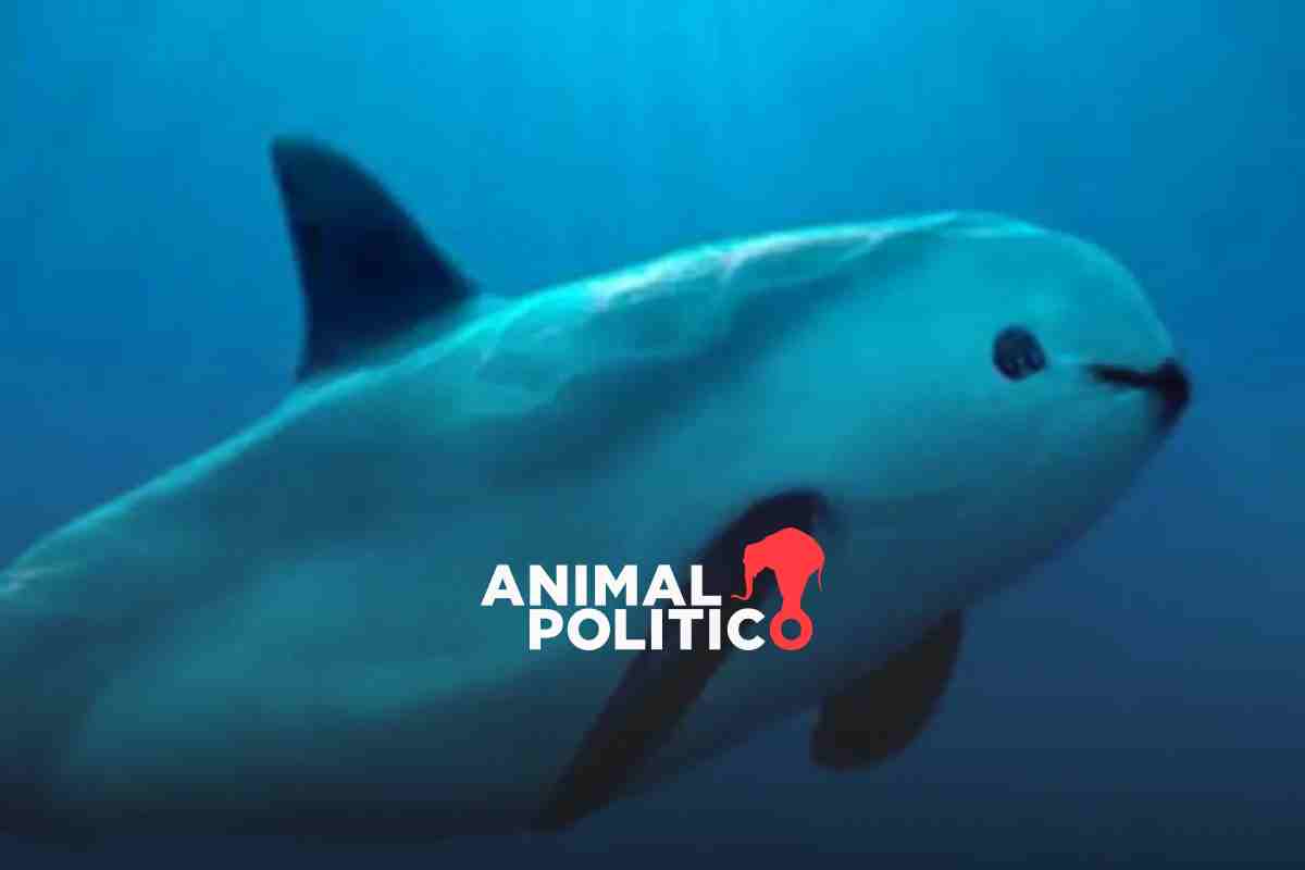 En mayo zarpará misión para observar cómo están las vaquitas marinas y crías en Golfo de California