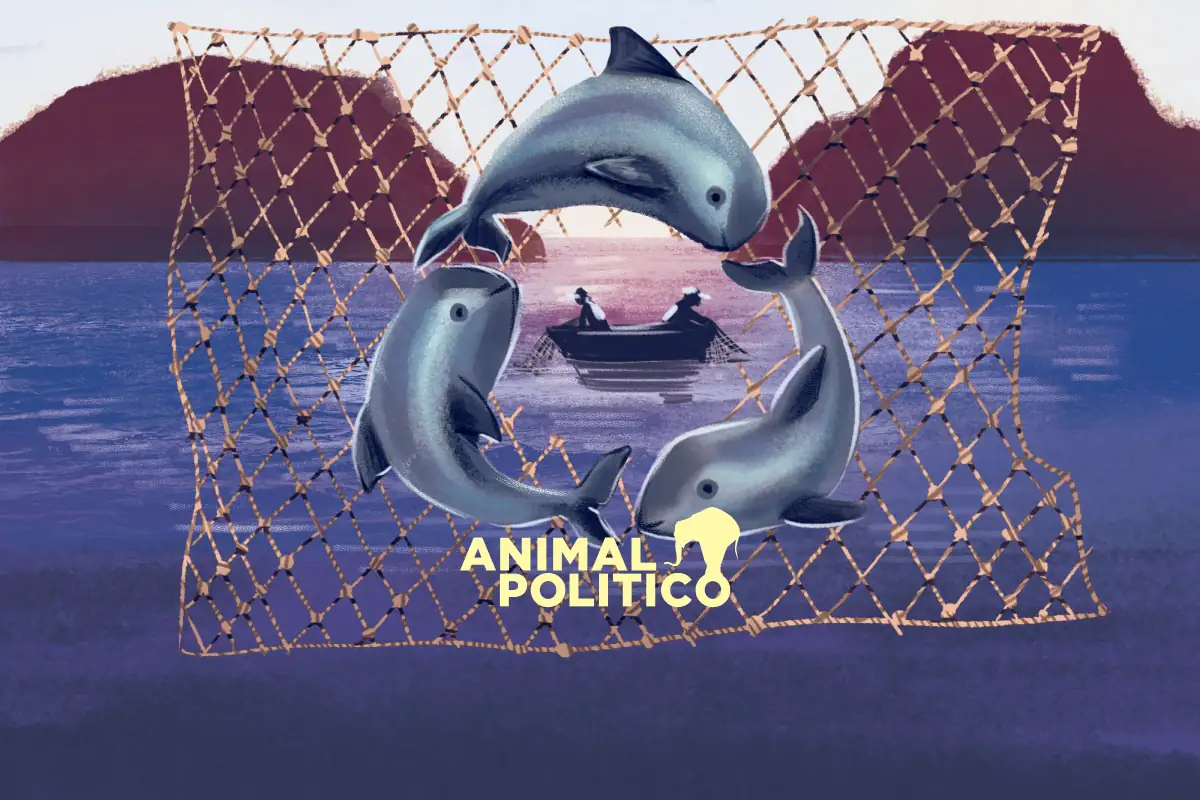 Redes de pesca abandonadas en el mar carecen de manejo especial; Profepa dice que son trituradas