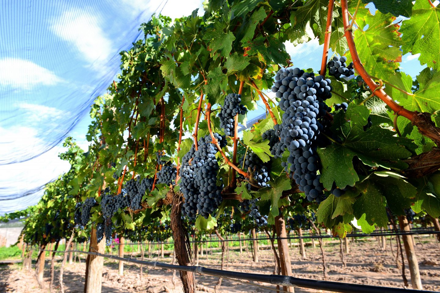 El vino de San Luis Potosí, la agradable sorpresa de la uva mexicana