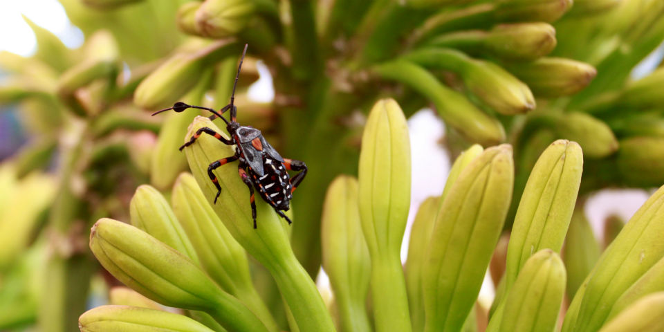 En el Valle del Mezquital, lo que corre y vuela se va a la cazuela