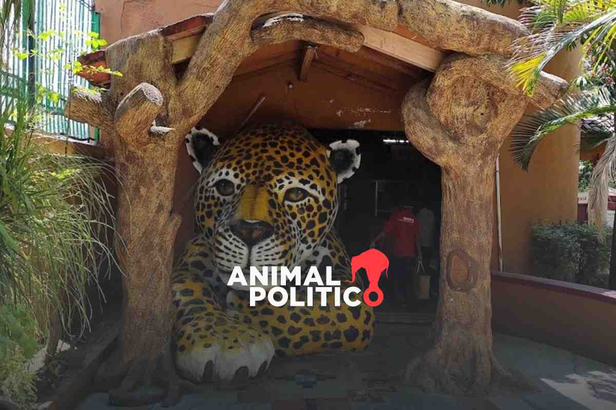 Exigen destitución del nuevo director de zoológico en Chilpancingo; es licenciado en locución