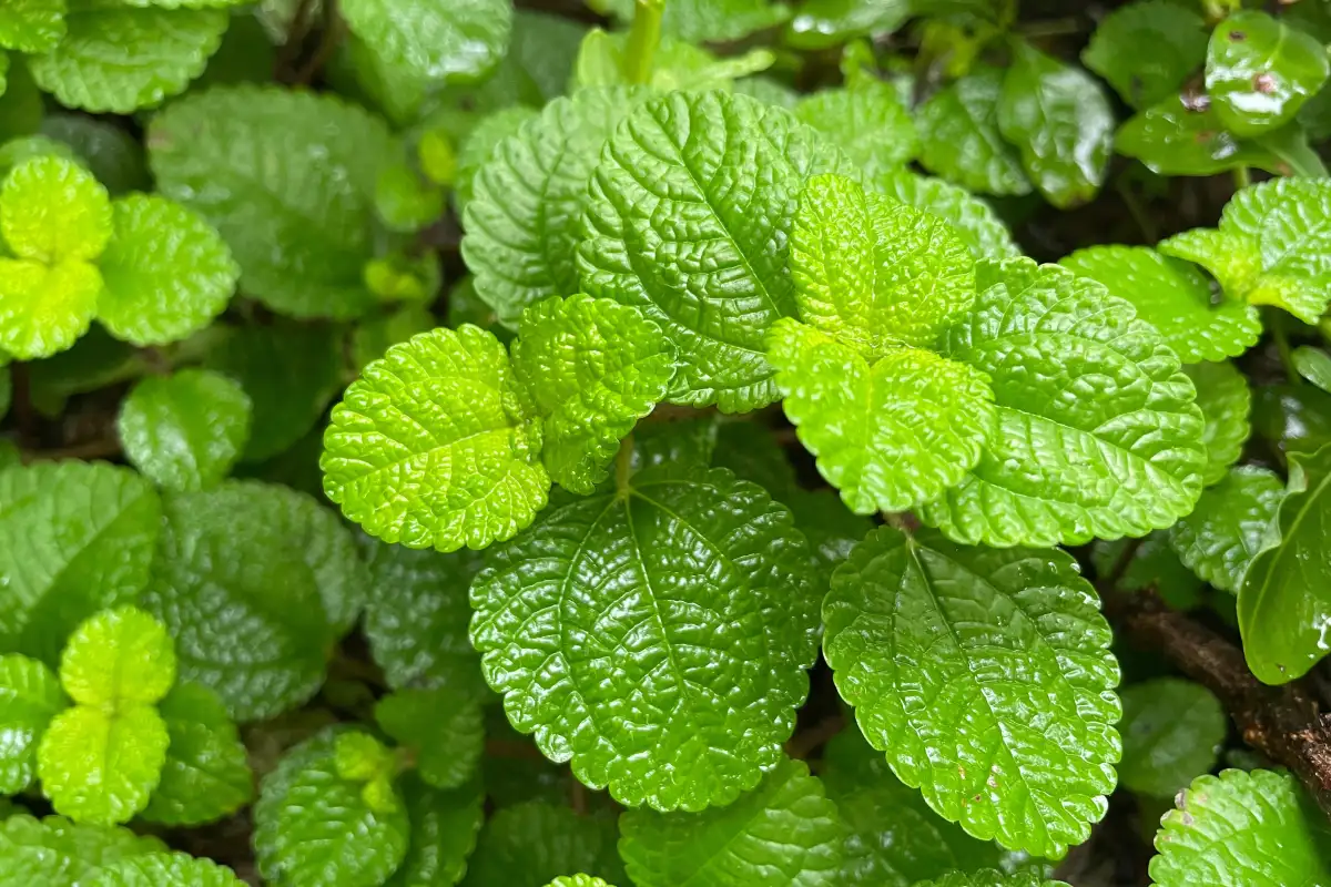 10 beneficios de la hierbabuena para la salud y en la cocina mexicana