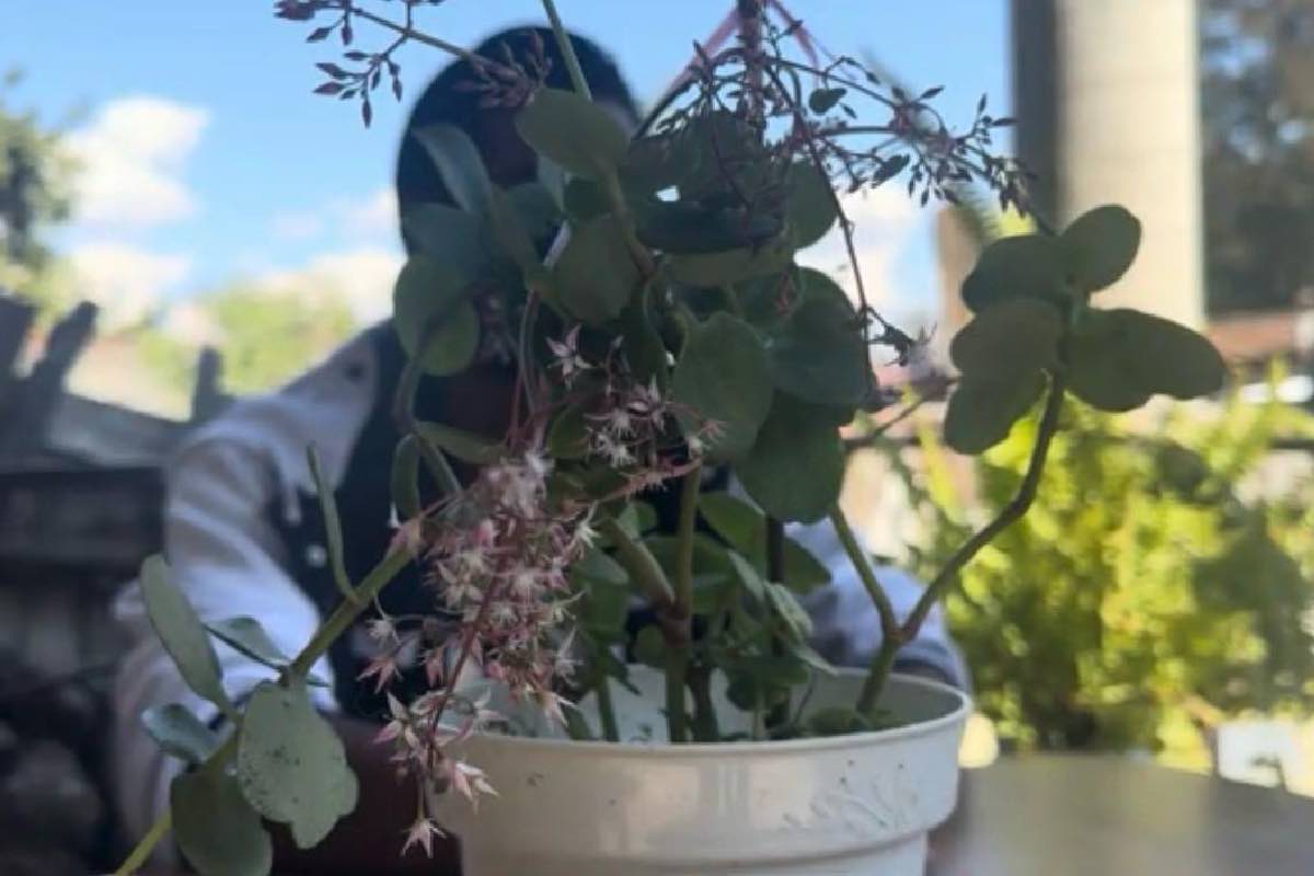 crimen-organizado-reclutamiento-jovenes