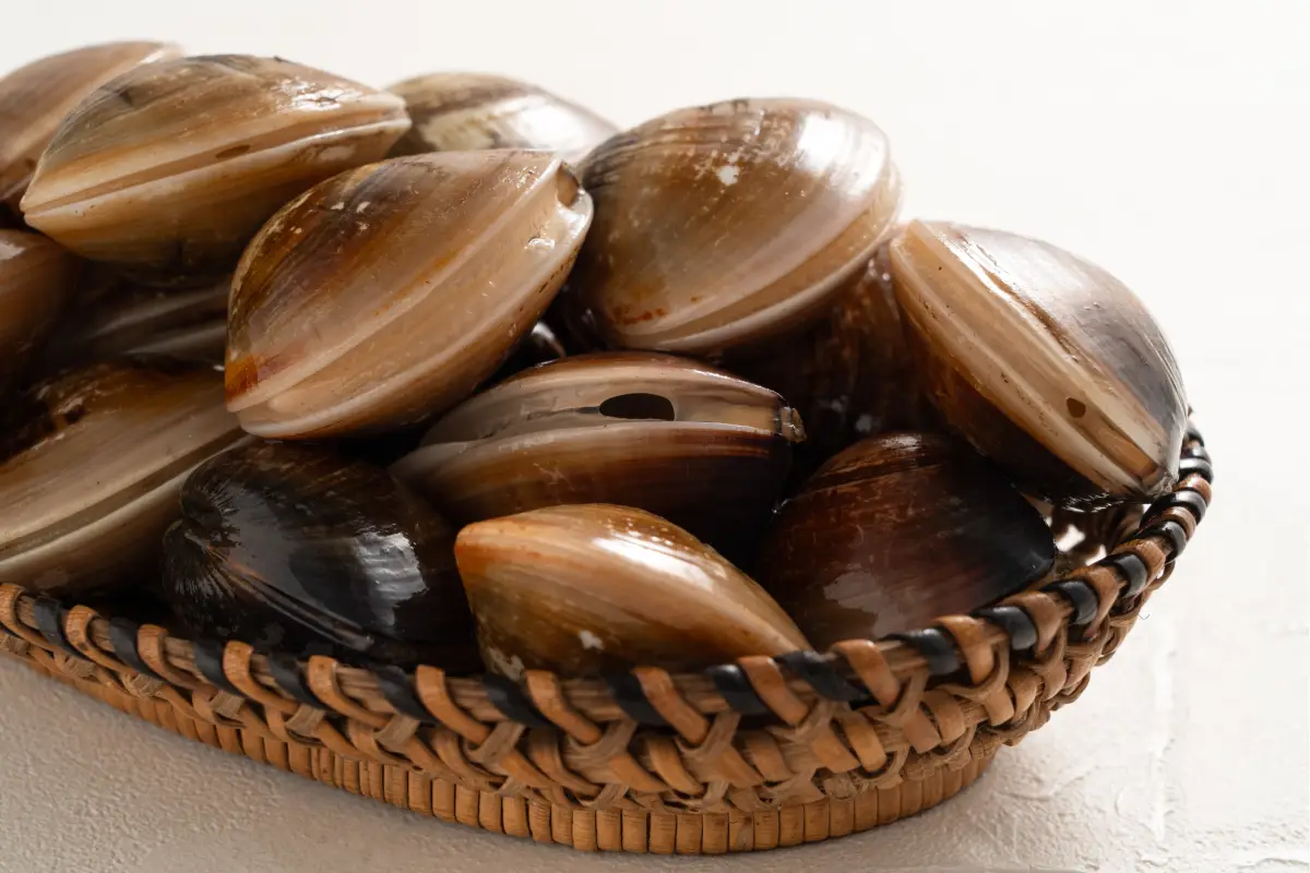 plato de almeja chocolata mexicana