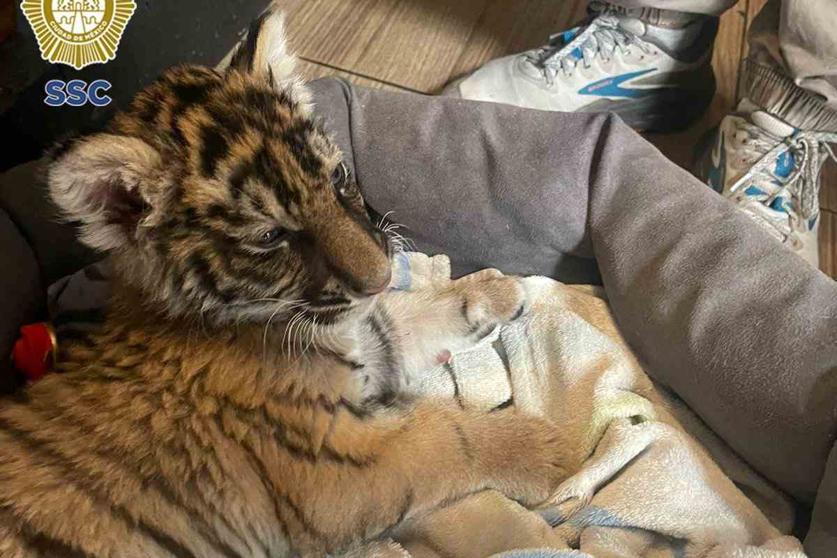 Cachorra de tigre de Bengala