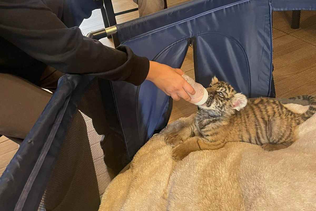 Cachorro de tigre de bengala alimentado