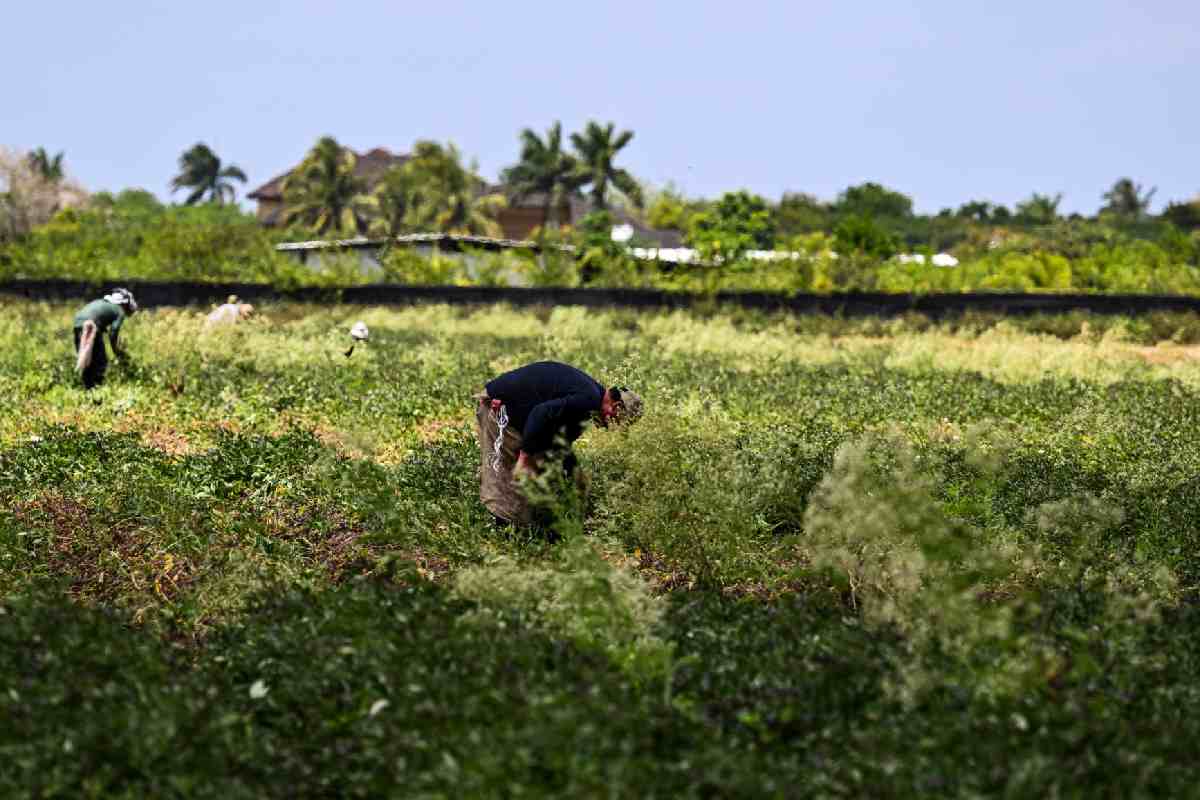 Deportaciones masivas y violentas, menos protección laboral y salarios más bajos: Centro de los Derechos del Migrante