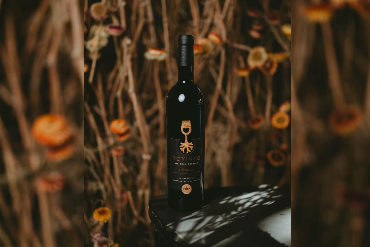 vino premium Valle de Guadalupe