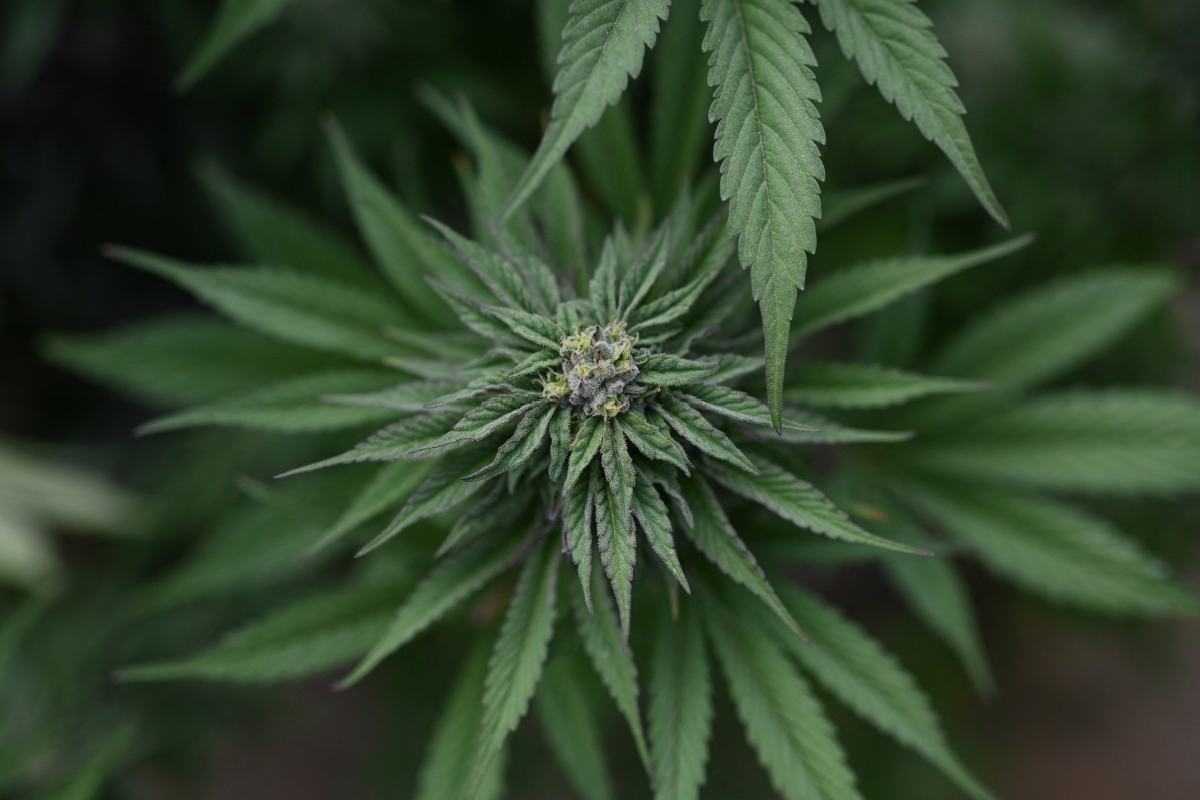 EU reclasifica a la marihuana y facilita su acceso para uso medicinal