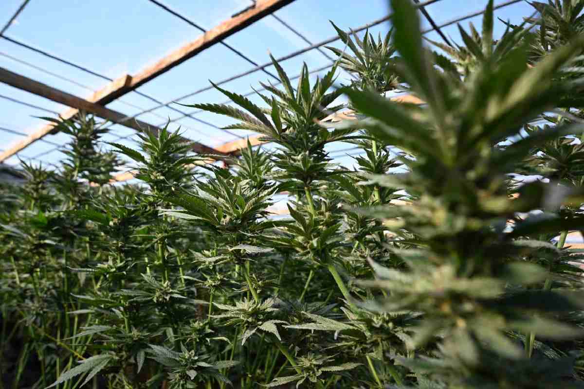 Estados Unidos reclasifica a la marihuana y facilita su acceso para uso medicinal