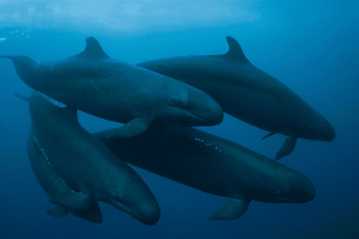 Grupo de falsas orcas (Pseudorca crassidens) que comúnmente se pueden observar cazando peces pelágicos alrededor de las islas de Revillagigedo. 