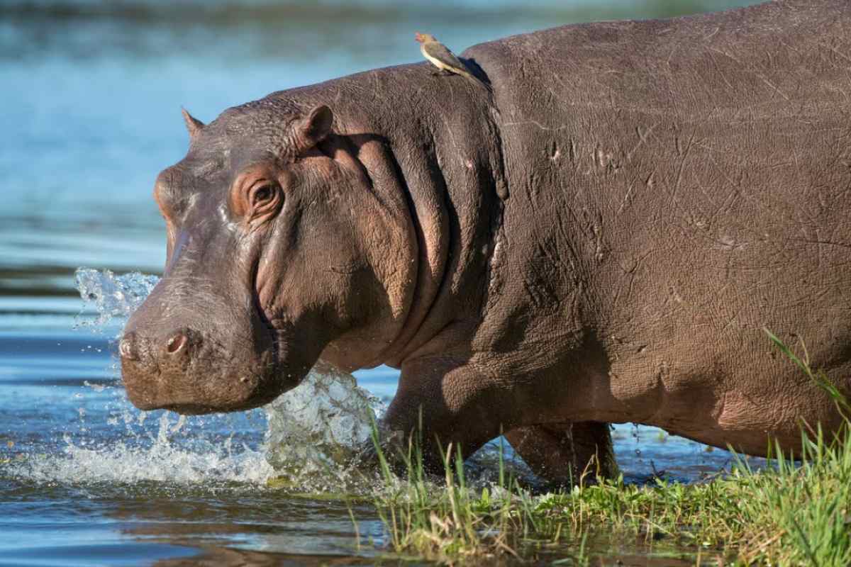 Hijo de magnate indio ofrece acoger a hipopótamos del narco Pablo Escobar