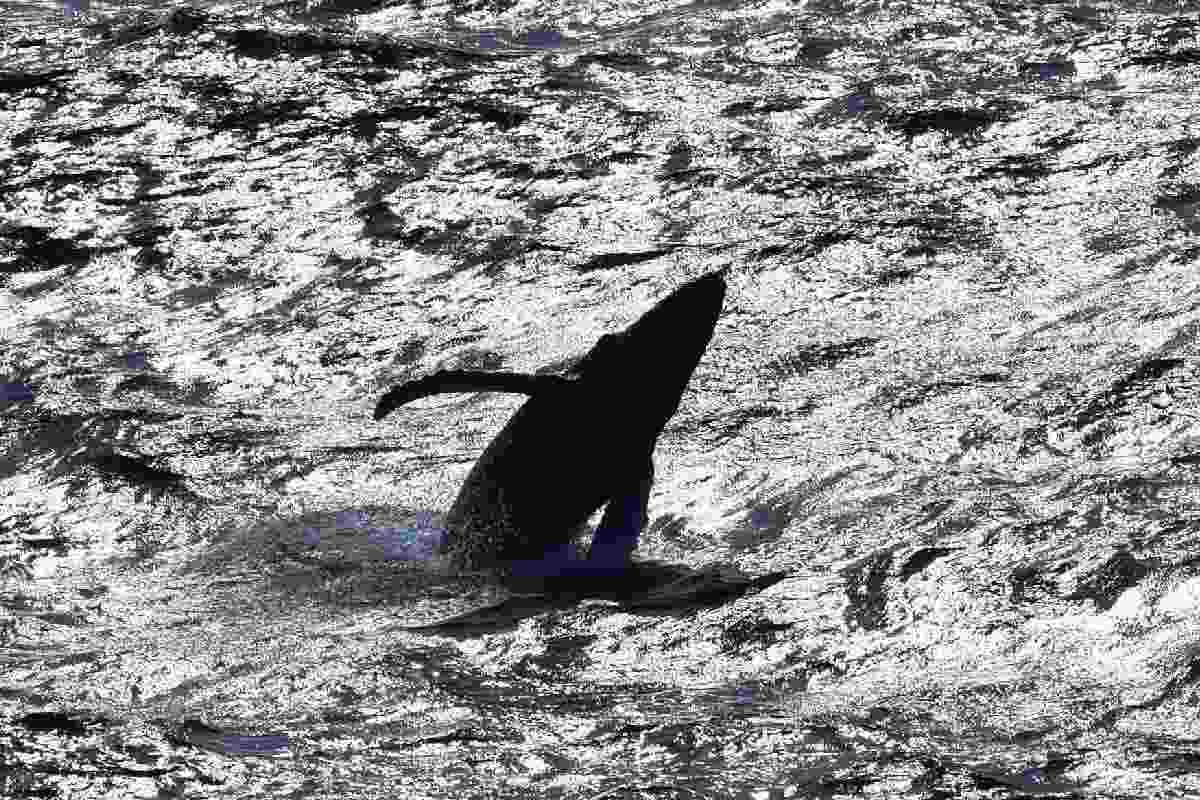 Juicio de las ballenas: frenan a buques metaneros; jueza otorga suspensión definitiva a los cetáceos