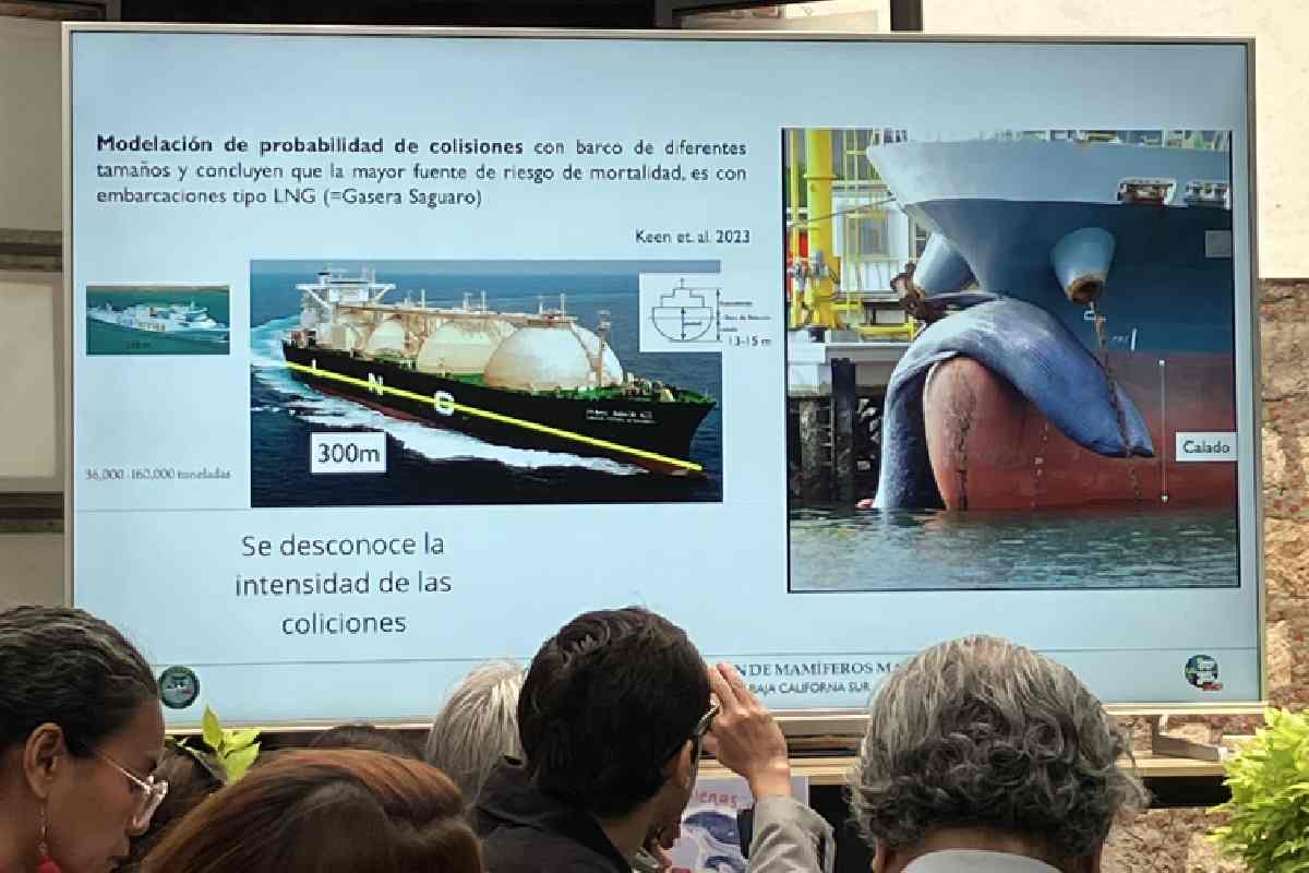 Juicio de las ballenas avanza: frenan a buques metaneros en el Golfo de California; jueza concede suspensión definitiva a los cetáceos