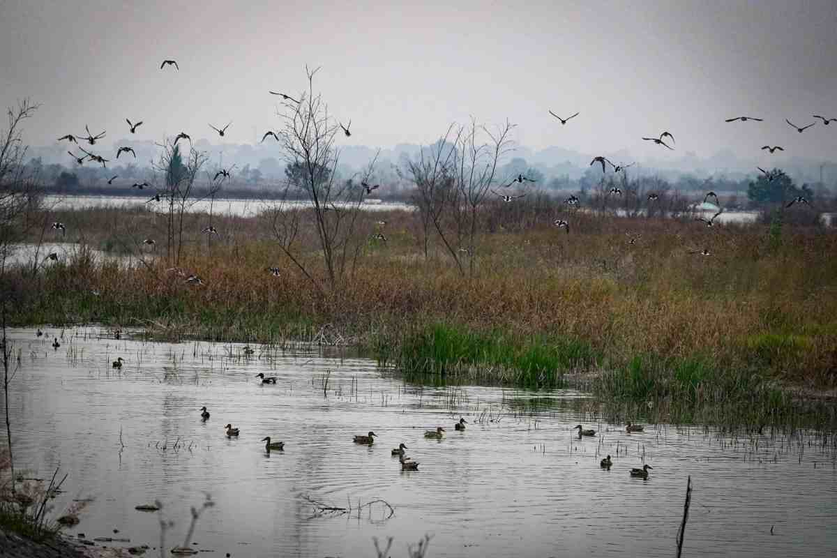 Lago de Texcoco area natural corte