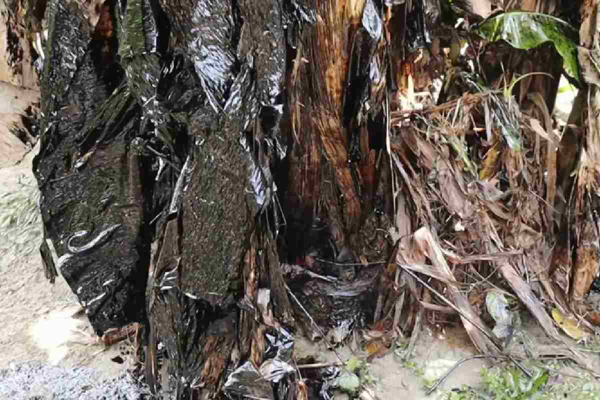 Lluvias provocan arrastre de hidrocarburos en Poza Rica y Coatzintla, Veracruz; Pemex despliega operativo