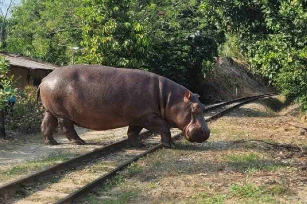 México no se ofreció a salvar hipopótamos ligados a Pablo Escobar, señala Colombia; ONG da opciones