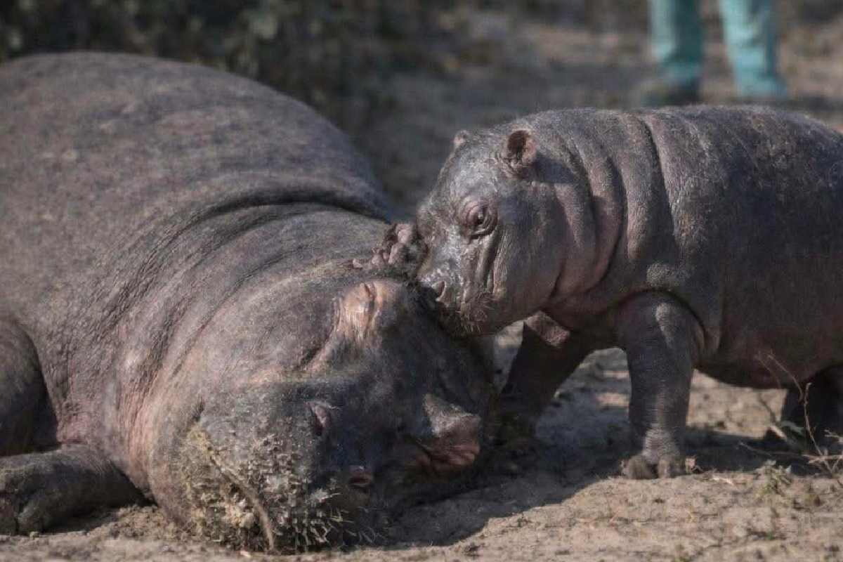 México no se ofreció a salvar hipopótamos ligados a Pablo Escobar, señala Colombia; ONG ofrece alternativas