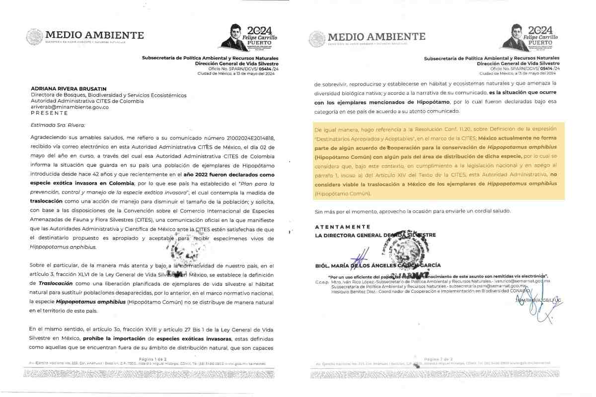 México no se ofreció a salvar hipopótamos ligados a Pablo Escobar, señala Colombia; ONG ofrece alternativas