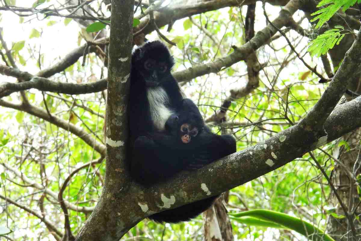 Nace cría de mono araña en el Parque Cañón del Sumidero en Chiapas; estaba extinto en la zona