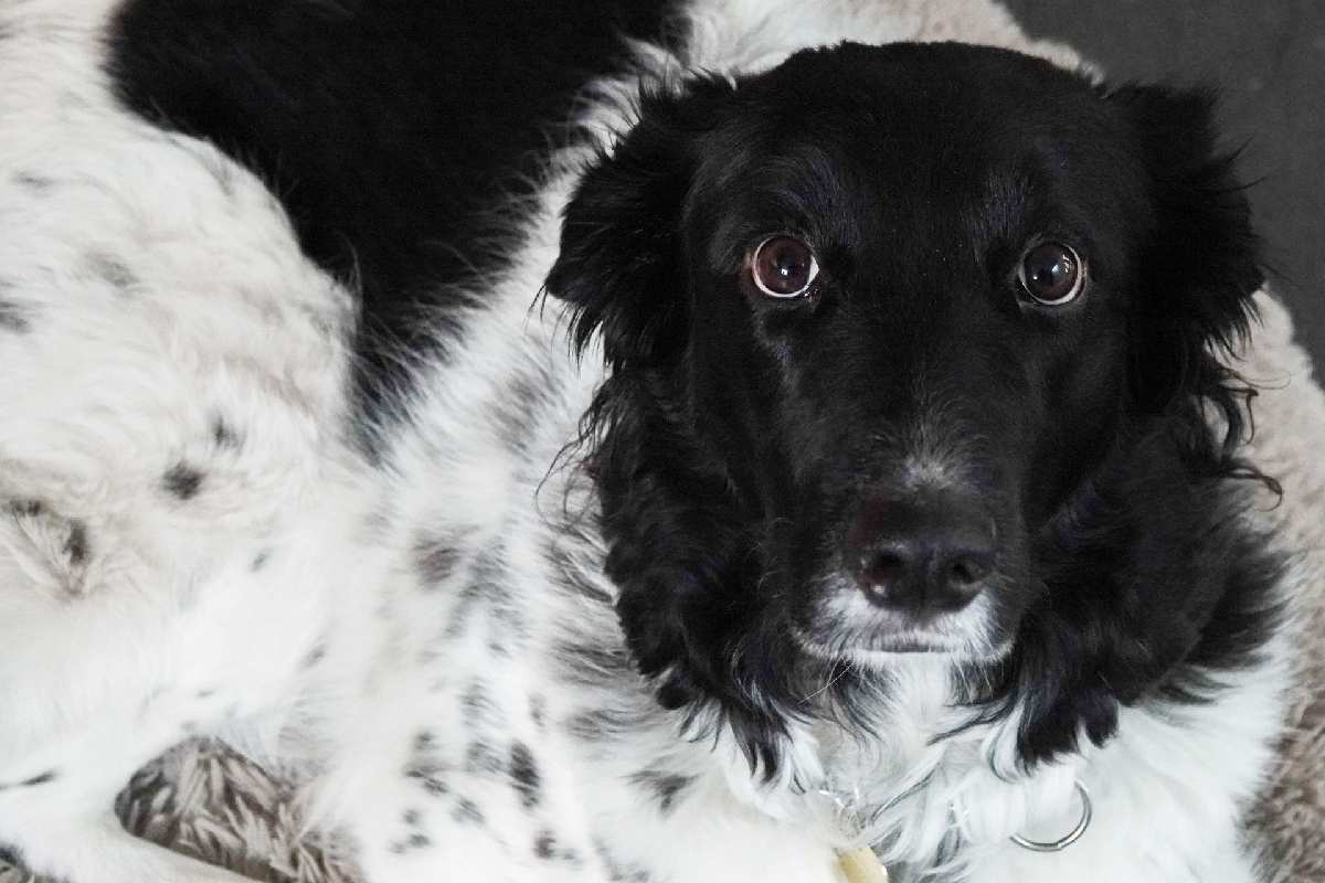 Norma que regula eutanasia en animales podría cambiar tras sacrificio de 10 mil perros en Tecámac